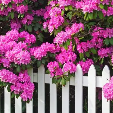 Derfor skal du plante Rododendron i din have